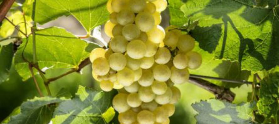 Vinícolas gaúchas recebem as primeiras uvas da boa safra de 2017