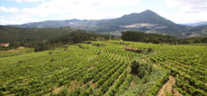 Vinhos Verdes Paisagem