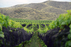 Catena vinhas de altura