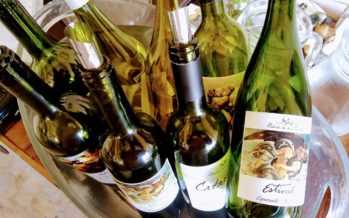 Maldonado e a influência do Atlântico nos vinhos uruguaios